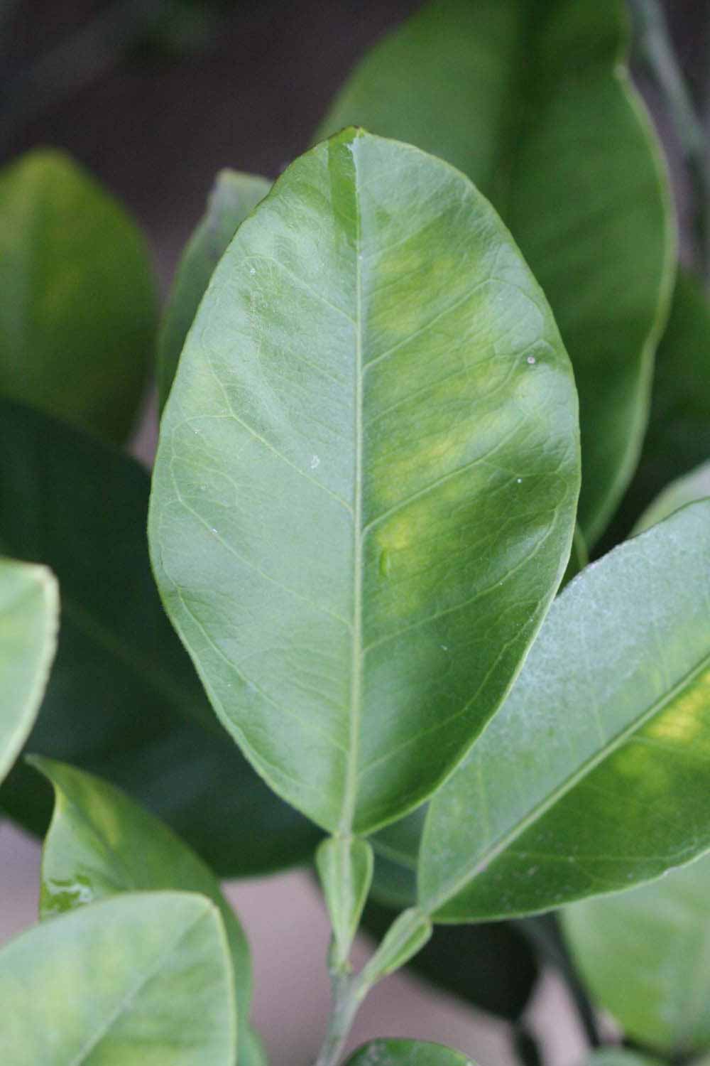            Unifoliolate leaf (Riverside, CA)   